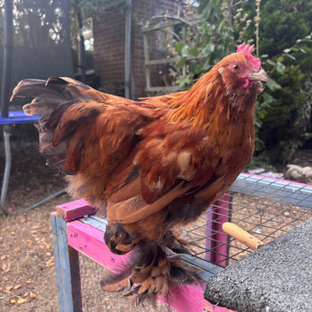 Young Bantam Cockerel