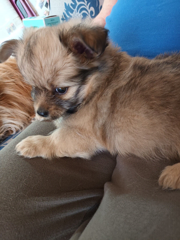 Adorable fluffy pomchi puppies for sale