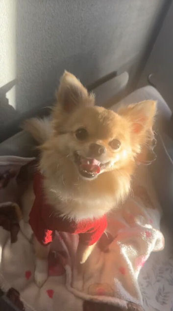 Pomeranian x chihuahua to stud