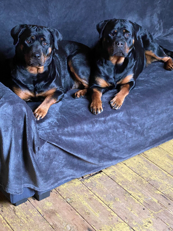 Rottweilers for rehoming