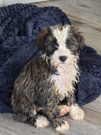 1 beautiful girl tibetan terrier puppies