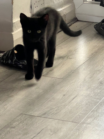 Female kittens
