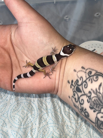Baby leopard gecko ready to leave in July/10/11 weeks!