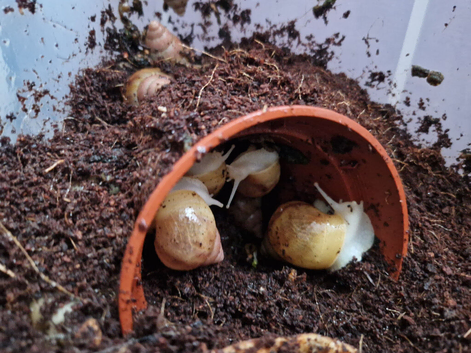 Giant African Land Snails