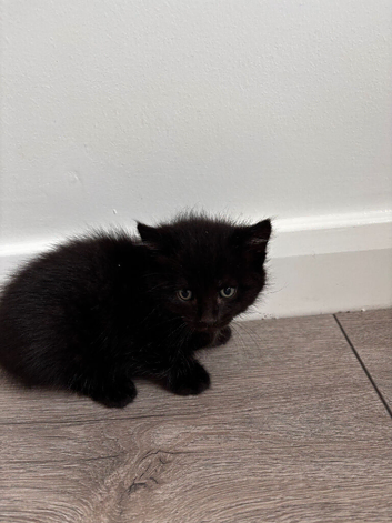 Kittens for sale