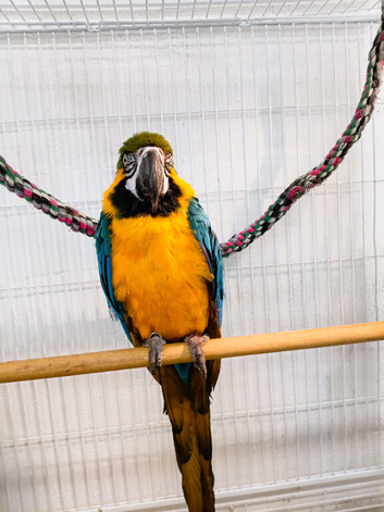 Beautiful Tame Blue & Gold Macaw Parrot