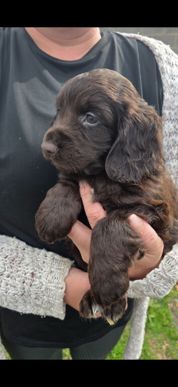 Cocker Spaniel puppies