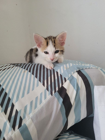 Mixed breed kittens need a loving home