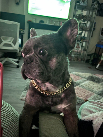 Reggie has a looking for a new home