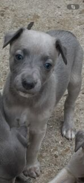 Whippet Puppies For Sale
