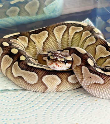 Royal Pythons X2