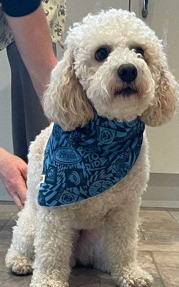 Stud dog