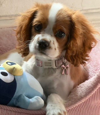 Female cavalier puppy