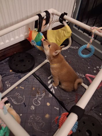 4 female Shiba puppies