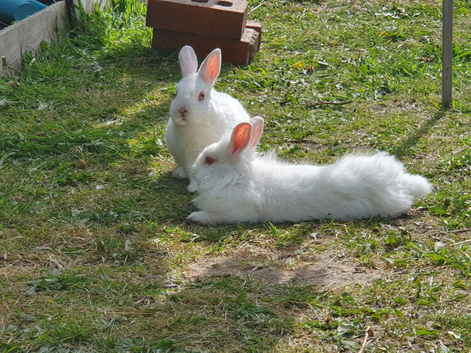 Male white albino mixed breed lionhead dwarf rabbits