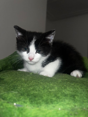 Kitten