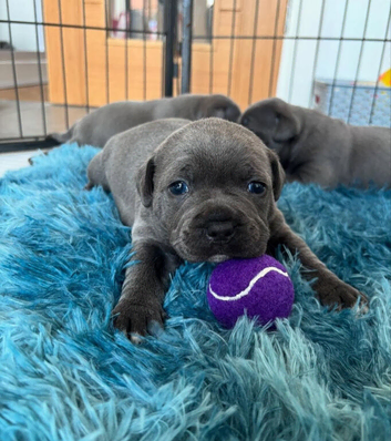 Blue staffordshire bull terrier puppies