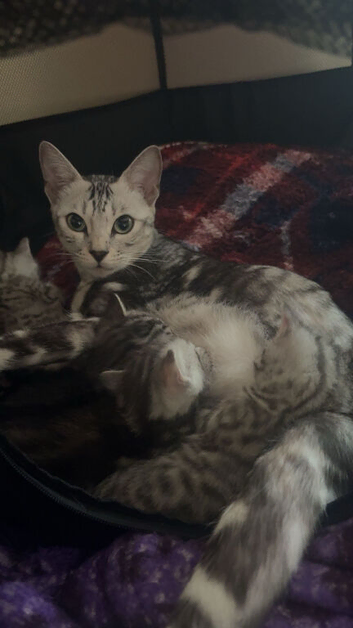 3 silver marble bengal cross kittens available!