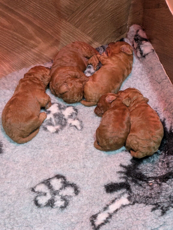 Waiting List Now Open - Deep Red Fox Cavapoo Due 27th Aug 26