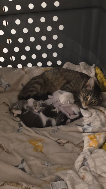 1/4 Egyptian Mau kittens