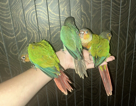 Super Silly tame baby conures