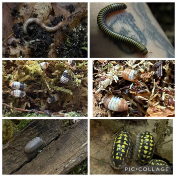 Isopods and millipedes for sale