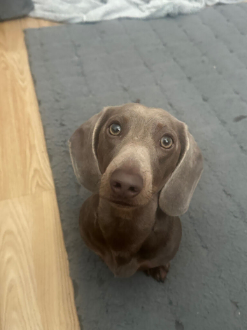 2 year old miniature dachshund looking for new home