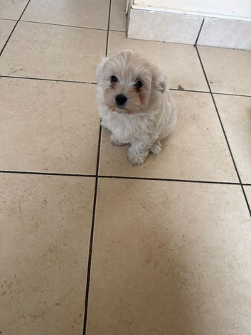 For sale