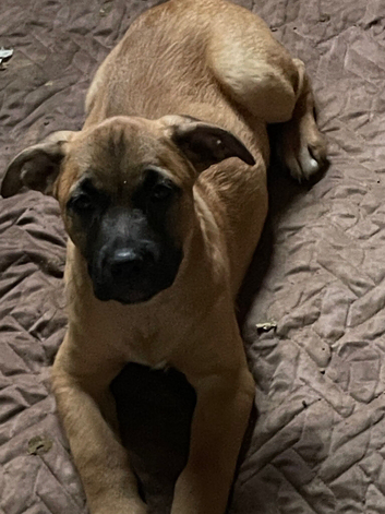 Presa x ridgeback puppies ready to leave