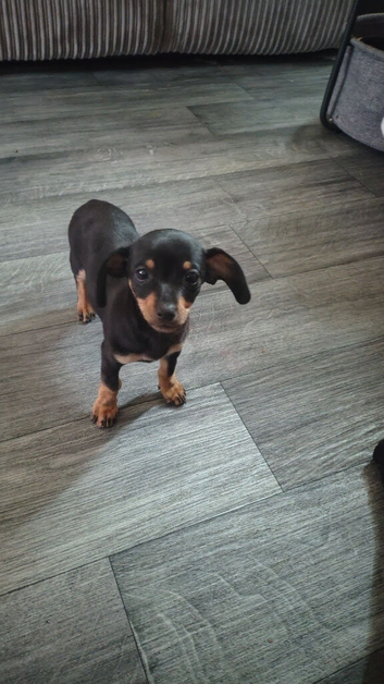 Meet alfie