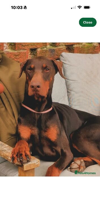 Female Doberman puppy