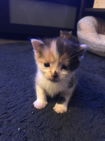 Kittens for sale