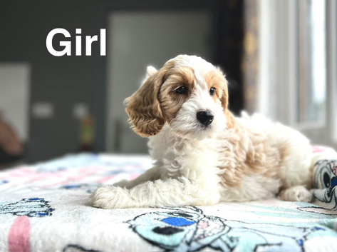 3 charming cockapoo available