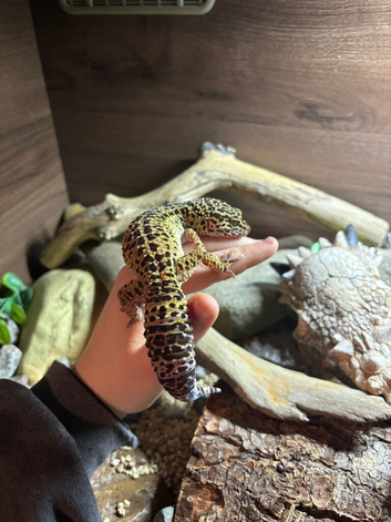 female leopard gecko for sale