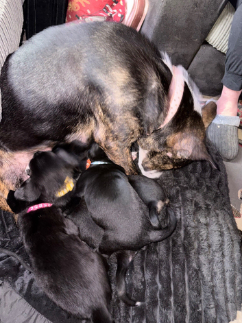 9 Beautiful Staffweiler &times; Akita &times; Labradoodle Puppies | Skelmersdale | Ready Now ️
