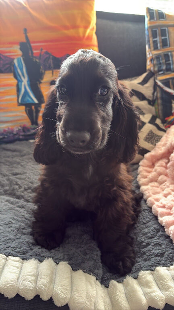 KC Reg Show Cocker Spaniel Puppy