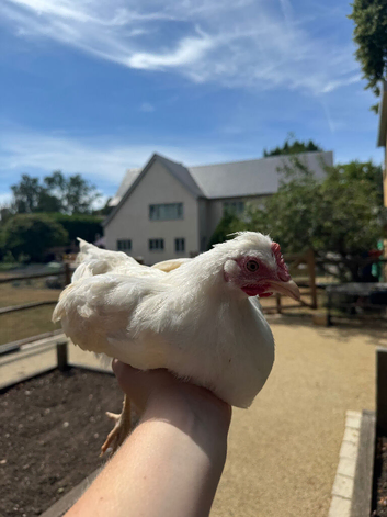 OLIVE EGGER PULLETS