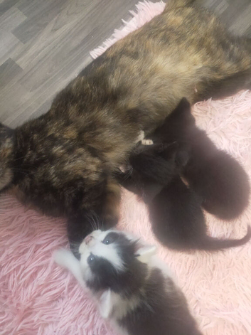 3 beautiful kittens