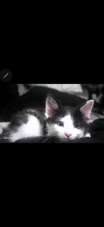 I have 4 kittens 1 boy 3 girls
