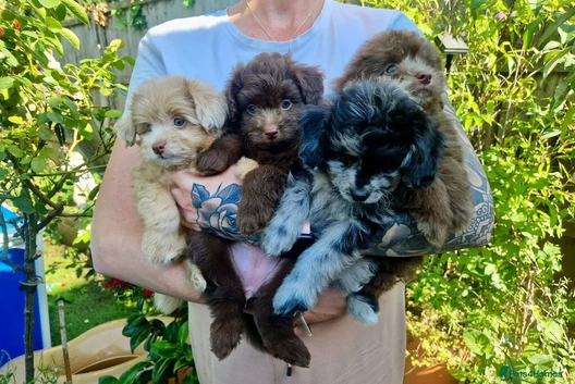 Lovely tiny Pomapoo&rsquo;s available