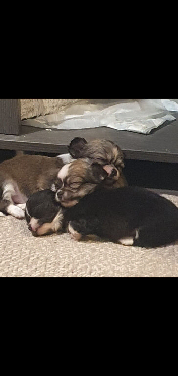 Longcoat teacup chihuahua