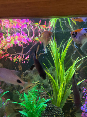 4 Angle Fish