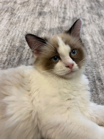 Ragdoll kittens available (2 boys)/TICA registered