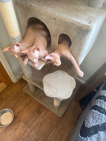 &pound;430 beautiful Canadian sphynx kittens