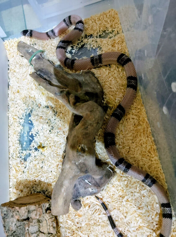 ANERY HONDURAN MILK SNAKE