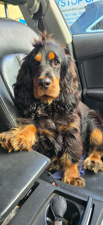 Ralphy KC Registered Show Cocker Spaniel