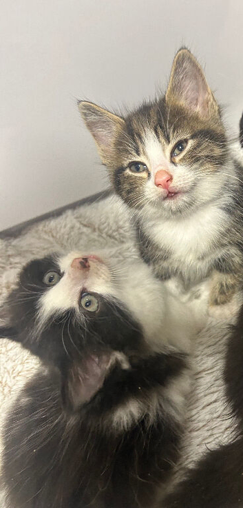 1 beautiful tabby girl