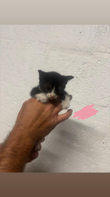 kittens for sale