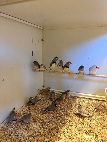 Zebra Finches