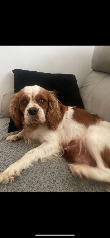 Cavalier King Charles poppyS